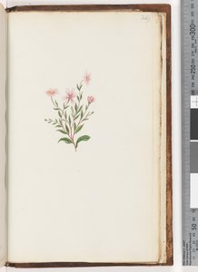 Side 249. Uidentifisert plante av Unknown artist