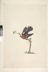 Side 24. Naturlig størrelse Scarlet Robin Petroica flerfarget, hann, Norfolk Island, 1791-92 av Unknown artist