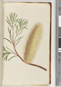 Side 24. Unavngitt blomstrende plante av Unknown artist