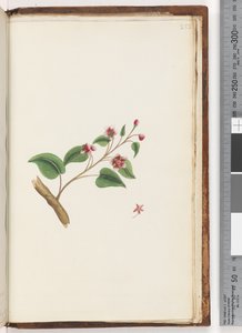 Side 252. Uidentifisert plante av Unknown artist