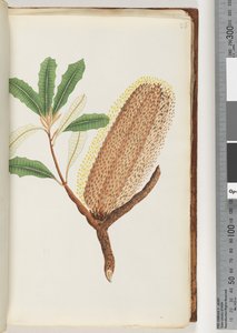 Side 26. Unavngitt blomstrende plante av Unknown artist