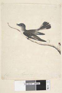 Side 27. Mai. Naturlig størrelse hette Robin, hunn Melanodryas cucullata, 1791-92 av Unknown artist