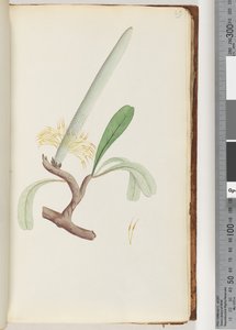Page 29. Coast Banksia av Unknown artist