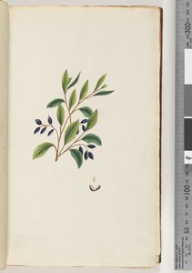 Side 2. Uidentifisert plante av Unknown artist