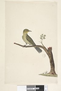 Side 31....? Slank, nebbhvit, øye Zosterops tenuirostris, 1791-92 av Unknown artist