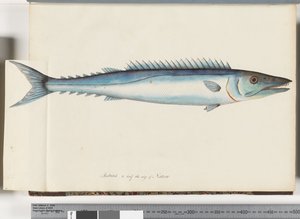 Side 32. Barracouta av Unknown artist
