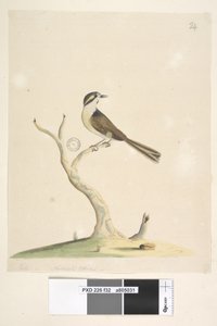 Side 32. Uidentifisert juli, naturlig størrelse. For notater angående forsøk på å identifisere denne fuglen, se Hindwood, K. A. The Sydney bird paintings in the Australian Zoologist, v.XIII, del 2, august, 1965, s. 86 av Unknown artist