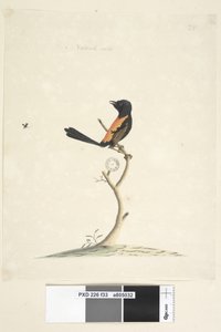 Side 33. Naturlig størrelse Rød, Rygget Wren Malurus melanocephalu, hann, 1791-92 av Unknown artist