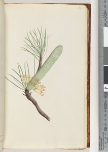 Page 33. Plant, Banksia spinulosa av Unknown artist