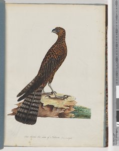 Side 36. Rød hønsehauk. Utstrålt Falcon av Unknown artist