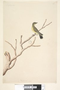 Side 36. September. Naturlig størrelse Gul tornek Acanthiza nana, 1791-92 av Unknown artist