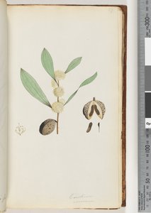 Side 37. Conchium nervosum (akvarell) av Unknown artist