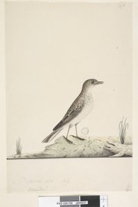 Side 38. Alundu? over tittel i annen hånd Naturlig størrelse,  juli Pipit Anthus australis, 1791-92 av Unknown artist