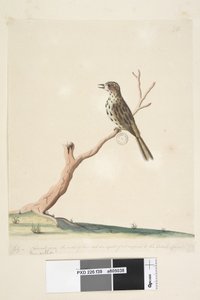 Side 39. Fringilla. langs nedre kant i annen hånd juli, naturlig størrelse. Tonene til denne fuglen er like, om ikke overlegne, den engelske linnettflekksanger Chthonicola sagittata, 1791-92 av Unknown artist