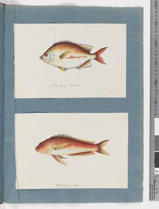 Side 3. Uidentifisert fisk 4. Uidentifisert fisk (akvarell på papir) av Unknown artist