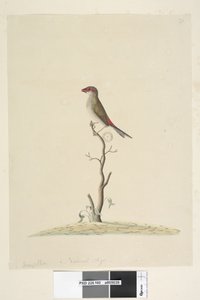 Side 40. Kundeservice. Naturlig størrelse Rødfink Neochmia brevis Aegintha brevis, 1791-92 av Unknown artist