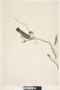 Side 41. Frynser. over tittel i annen hånd juni. Naturlig størrelse. Iris tvilende Diamond Firetail Stagonopleura guttata, umoden, 1791-92 av Unknown artist