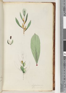 Seite 42. Schraderia / Persoonia