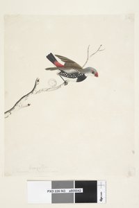 Side 43. Frynse. under tittel i annen hånd februar. Naturlig størrelse Diamond Firetail Stagonopleura guttata, 1791-92 av Unknown artist