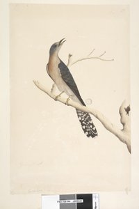 Side 44. Cuculus. over tittel, i annen hånd Naturlig størrelse. i øvre venstre hjørne i tredje hånd B og nederst til venstre Går med A, dvs. f.45 Fan, Tailed Cuckoo Cacomantis pyrrhophanus, hann, 1791-92 av Unknown artist