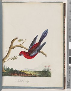 Side 45. Crimson Rosella. Pennantian papegøye av Unknown artist