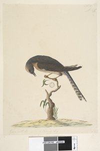 Side 45. Naturlig størrelse. øverst til høyre i annen hånd A nederst til venstre Går med B dvs. f.44 Fan, Tailed Cuckoo Cacomantis pyrrhophanus, 1791-92 av Unknown artist