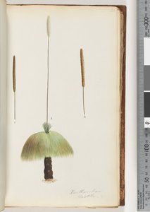 Side 46. Xanthorrhoea Hastile Grass-tre av Unknown artist