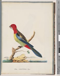 Side 47. Østre Rosella. Ikke den samme papegøyen av Unknown artist