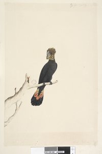 Side 48. Svart kakadu. nederst til venstre i annen hånd Redusert med skala til 1/3 av den naturlige størrelsen. Glanset svart kakadu Calyptorhynchus lathami, hunn, 1791-92 av Unknown artist