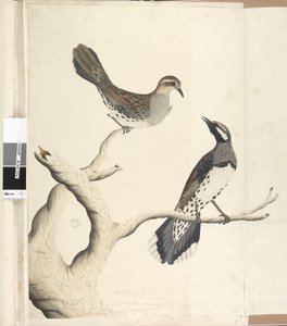Side 4. Turdus. i en annen hånd Tegnet den naturlige størrelsen som de eneste to av den typen som ennå er sett på kolonien, juni 1792 Spotted Quail Thrush Cinclosoma punctatum, 1791-92 av Unknown artist