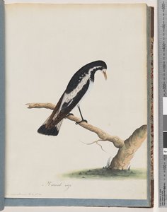 Side 50. Magpie-lerke. Corvus cyanoleucos av Unknown artist