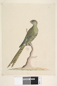 Side 50. Dette er en jordpapegøye og går aldri til et tre eller svært sjelden. ved nedre senter i annen hånd Natl. størrelse. Jordpapegøye Pezoporus wallicus, 1791-92 av Unknown artist
