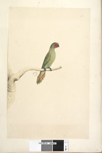 Side 51. Naturlig størrelse Little Lorikeet Glossopsitta pusilla, 1791-92 av Unknown artist