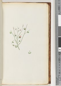 Side 51. Syrebæret av Unknown artist