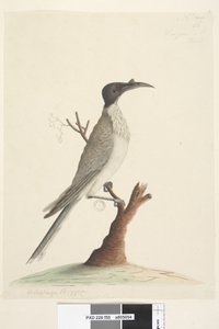 Side 55. Wer,gan eller Friaren. nederst til venstre i en annen hånd Meliphaga Phrygia. nederst i midten i en tredje hånd Naturlig størrelse Noisy Friarbird Philemon corniculatus, 1791-92 av Unknown artist