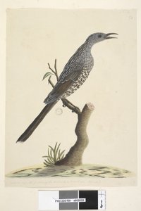 Side 59. Naturlig størrelse, fjærene på hodehals og bryst er spisse Brush Wattle, Bird Anthochaera chrysoptera, 1791-92 av Unknown artist