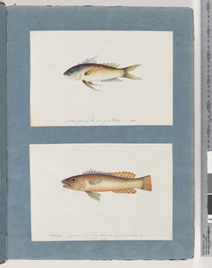 Side 5. Uidentifisert fisk 6. Uidentifisert fisk av Unknown artist