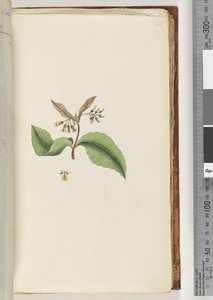 Side 60. Uidentifisert plante av Unknown artist