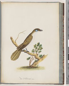 Side 61. Blue-faced Honeyeater. Turdus cyanoris. Blåkinn trost av Unknown artist
