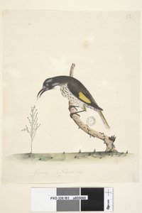 Side 61 Naturlig størrelse Yellow Winged Honeyeater New Holland, 1791-92 av Unknown artist