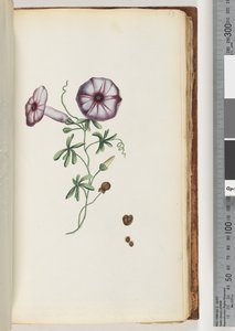 Side 63. Convolvulus av Unknown artist