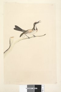 Side 63. Mai. Naturlig størrelse Tawny Crowned Honeyeater Phylidonyris melanops, 1791-92 av Unknown artist