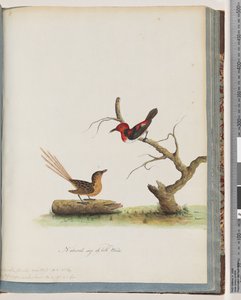 Side 66. 1. Scarlet Honeyeater. Certhia/Honeyeater/orientale. 2. Uidentifisert fugl. Muscicapa malachura av Unknown artist