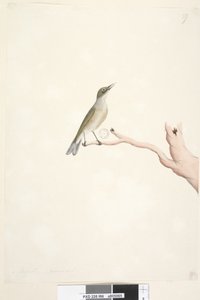 Side 66. August. Naturlig størrelse Grå, Sølvøye med rygg Zosterops lateralis, 1791-92 av Unknown artist