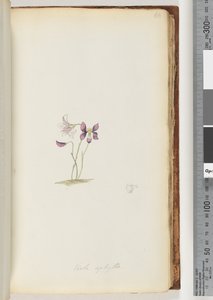Side 66. Viola aphylla / Villfiolett av Unknown artist