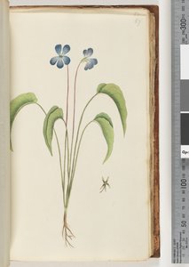 Side 67. Uidentifisert plante av Unknown artist