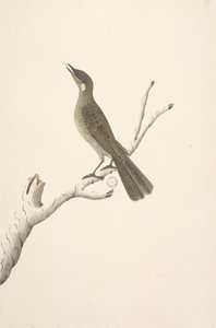 Side 68. Naturlig størrelse, August Lewin Honeyeater Meliphaga Lewinii, 1791-92 av Unknown artist