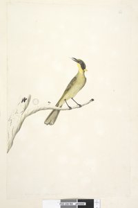 Side 69. Naturlig størrelse. Iris tvilsom Gul, tuftet honningeater Lichenostomus melanops, 1791-92 av Unknown artist