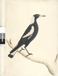 Side 6. Barita. over tittel i annen hånd mai. Naturlig størrelse Svart, Rygget Magpie Gymnorhina tibicen, 1791-92 av Unknown artist