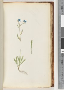 Side 70. Uidentifisert plante av Unknown artist